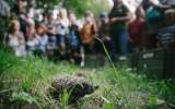 Zářijové vypouštění ježků v Praze-Lysolajích