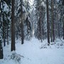 les_zima006