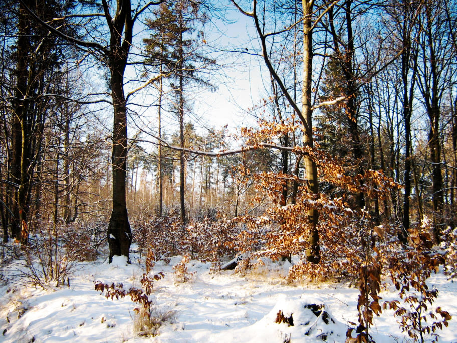 zima-v-lese