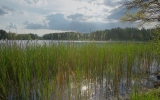 rakosi