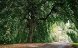Historii zahradnictví pamatují stromy v areálu, ty bude možné si prohlédnout na komentované prohlídce.