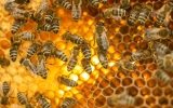 Medový život včel