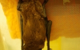 Původně vyhublá samička netopýra rezavého, která byla pravděpodobně vyrušena z hibernace