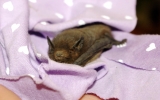 Samička netopýra parkového, která zabloudila do lidského příbytku