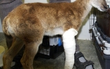 Mufloní mládě se zlomenou nohou